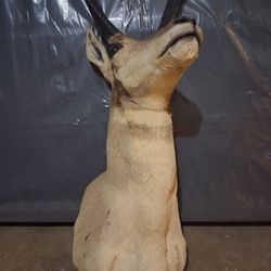 Pronghorn Antelope Shoulder Mount