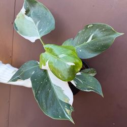 6” philodendron white wizard 