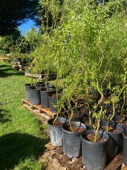 Corkscrew curly willow trees
