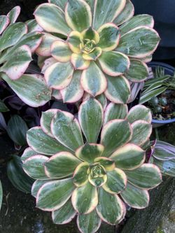 Sunburst aeonium cutting