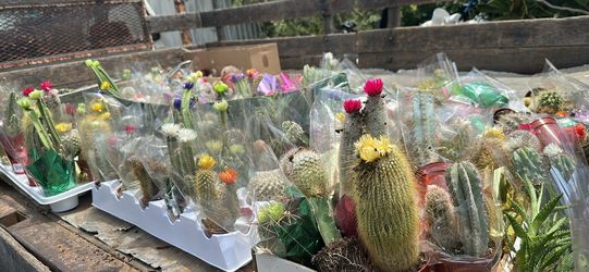 Variedad de cactus miniaturas