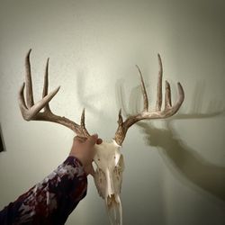 Whitetail Deer Skull Buck Antler Horn 