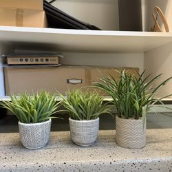 Plant Decor And Vase 