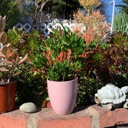 Hobbit Jade Crassula Horntree In Pink Ceramic Pot