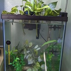 10 gallon fish tank 