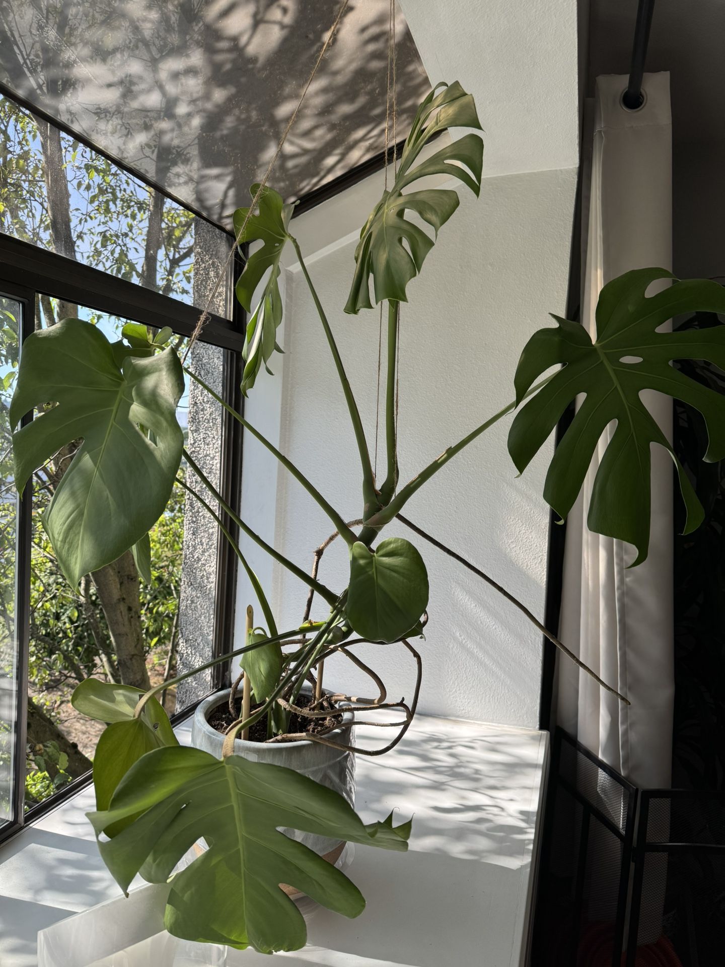 Monstera Plant with Planter