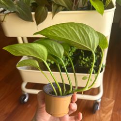 Golden pothos ✨2"pot easy live indoor plant