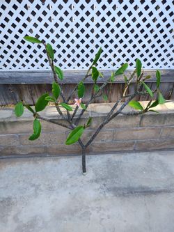 Plumeria cutting, Kaneohe Sunburst