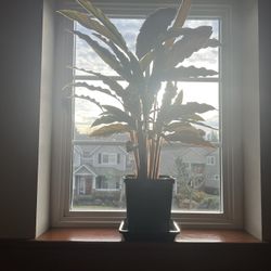 Velvet Calathea Houseplant 