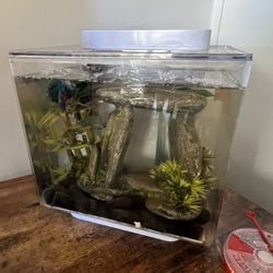 Betta Fish And Tank