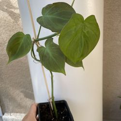 Beautiful Philodendron Camposportaonum Plant 