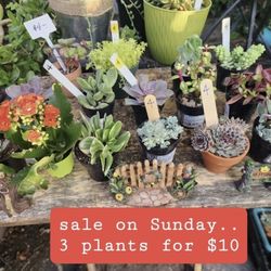 PLANT SALE TODAY (SUNDAY) FROM 1PM TO 5PM IN SAN LORENZO. TODAY