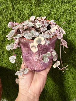 Plants (4”pot💕Variegated String of hearts $15)