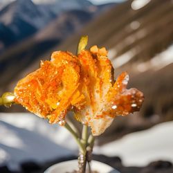 product is a unique specimen of vanadinite crystals on barite, originating from the Codia Mining area in Mibladen, Morocco.