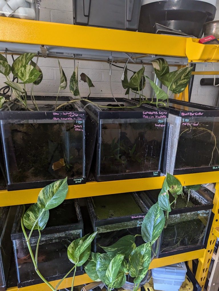 Fish Room/Aquarium/Tank And Supplies