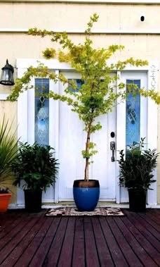 Beautiful Coral Bark Maple π