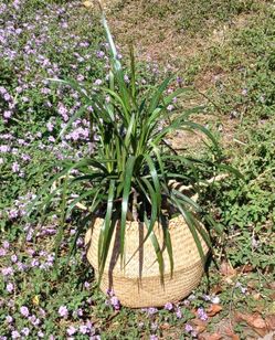 Can't Have Too Many Plants