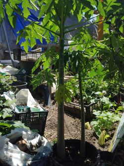 Papaya tree