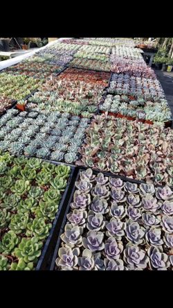 Succulent plants 2” $1.00 each