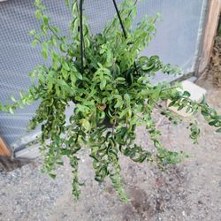 Lipstick Plant 6" Pot