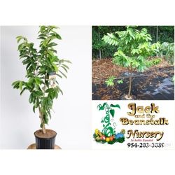 Soursop Grafted Trees In 3gal Arboles De Guanabana Injertado En 3gal