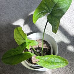Syngonium  Arrow In  Rose 🌹 Pot