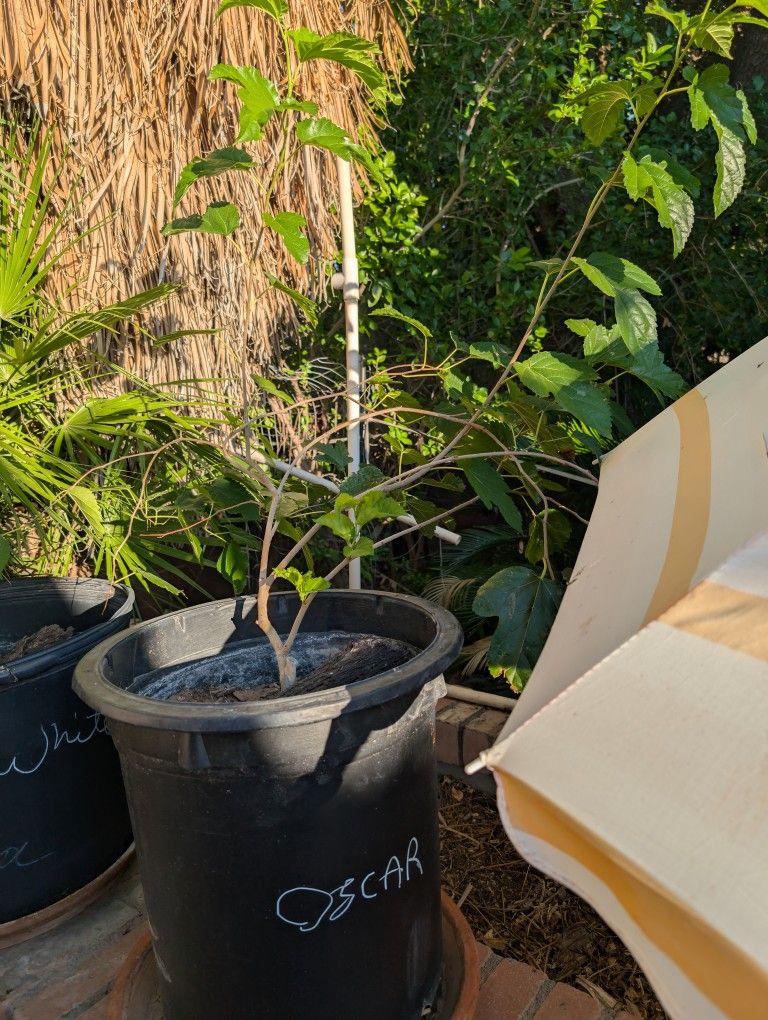 Oscar Mulberry Tree 20 Gallon