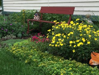 Sedum for Sale (mound)
