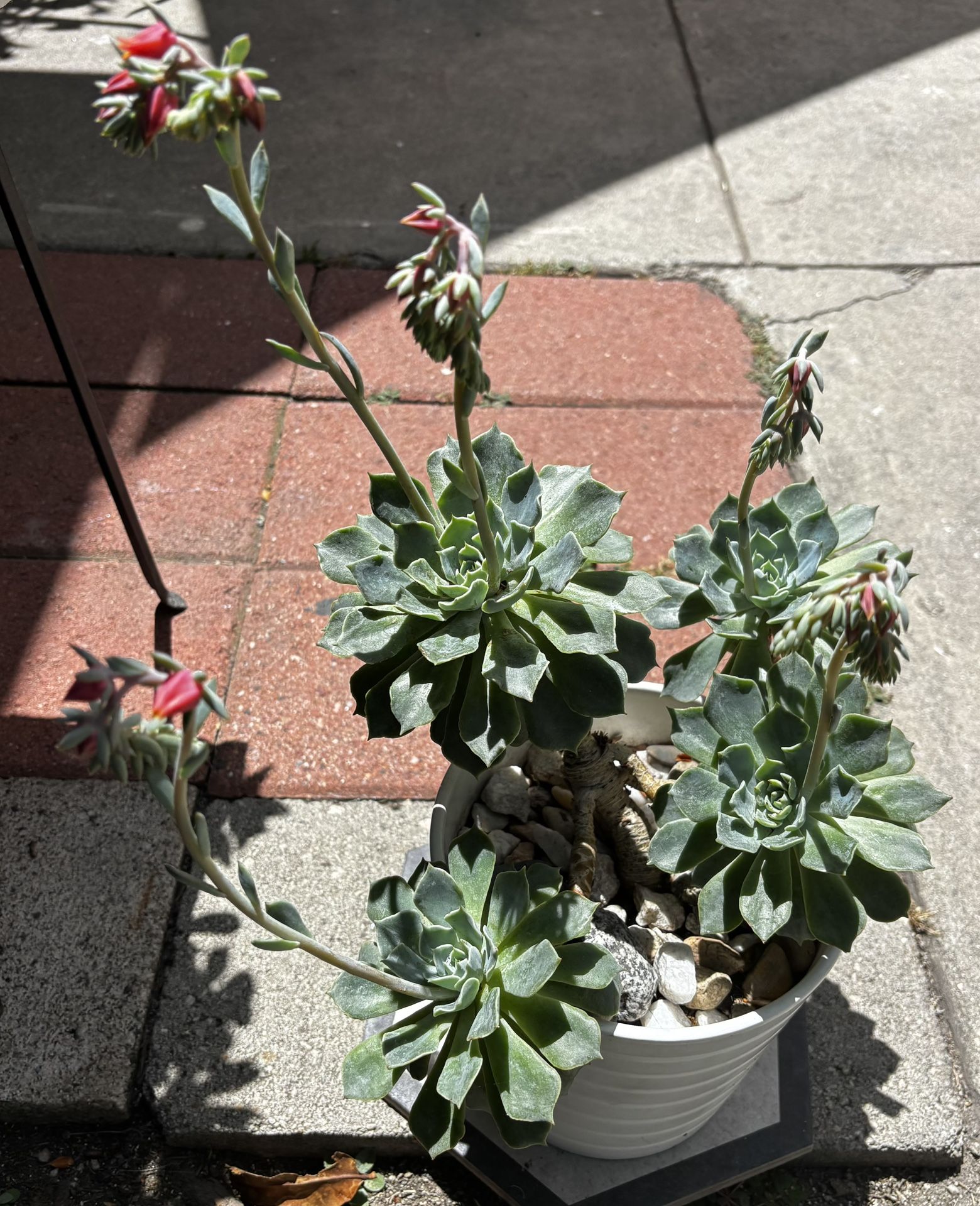 Beautiful Healthy Succulent Plant In A White Ceramic Pot,Ready To Bloom