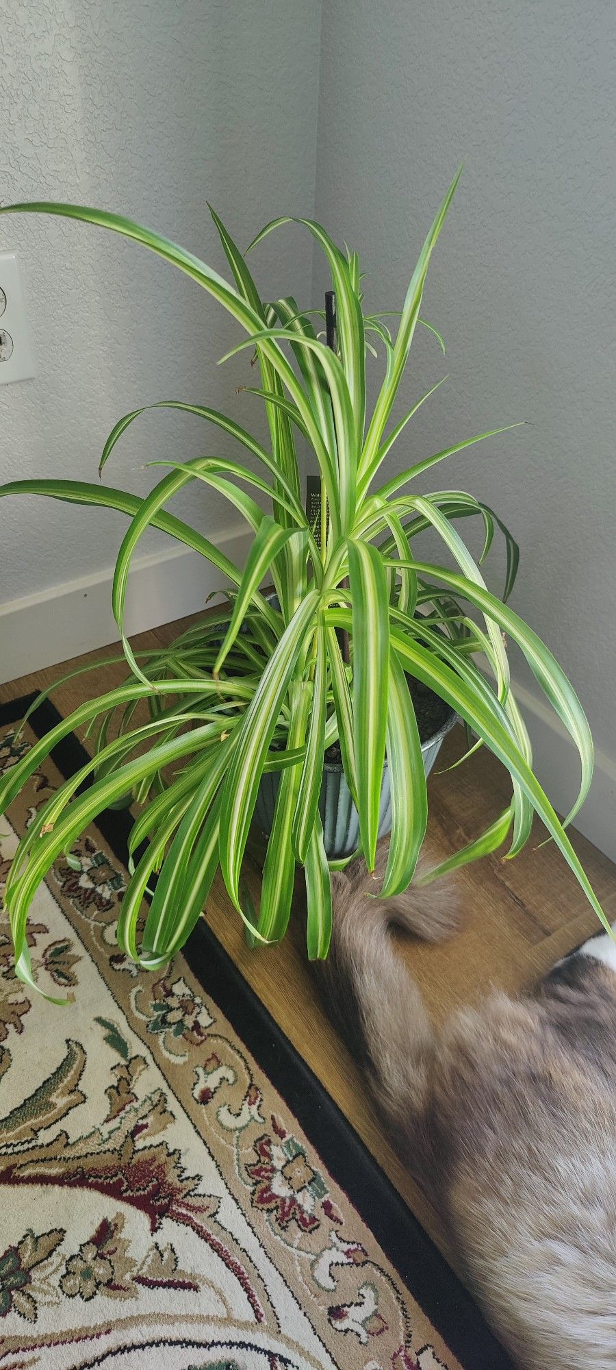 Spider Plant