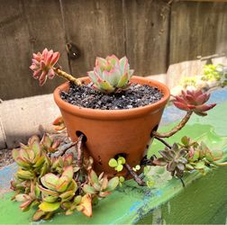 Strawberry Pot Succulent Arrangement – Pink Echeveria & Trailing Succulents