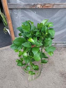 Photos Plant 10" Nursery Pot