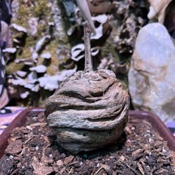 Naturally Forged - Wooden Fruit Look-a-like 