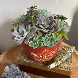 Succulent live plant arrangement