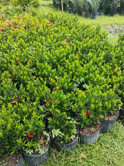 Ixora on sale! $6