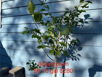 Italian plum  tree