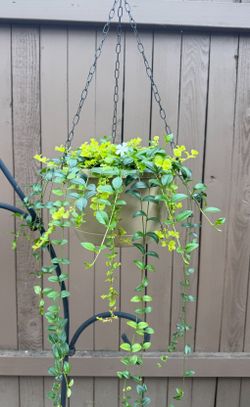 White Vinca and Creeping Jenny Perennial Plants in a Hanging Basket