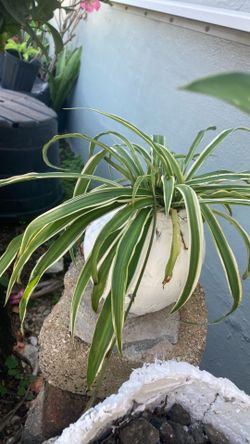 Plant