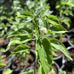 Mexican Chiltepin Hot Chili Pepper Plant  Chile Picante Planta - 1 Gallon Pot