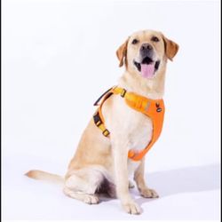 Breathable mesh Dog Harness No Pull and Leash Set Adjustable Pet Harness (Size XL)