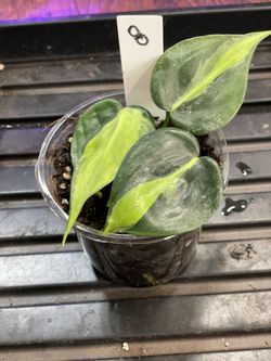Philodendron Brasil