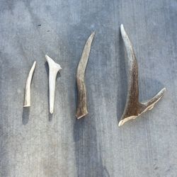 Elk Antler Dog Chews