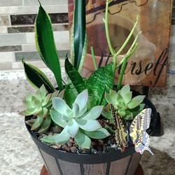 Dish Garden << In Succulents