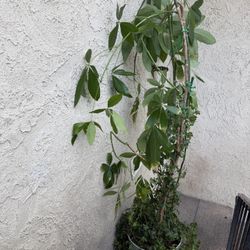 Money Tree and English Ivy Potted Plant