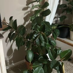 Ficus