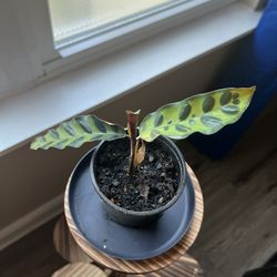Rattlesnake Plant (Calathea lancifolia) $6