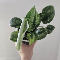 Scindapsus Pictus "Exotica"