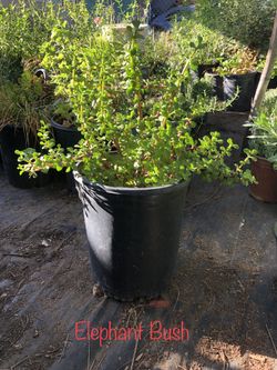 * elephant bush * And many other succulents available * drought tolerant *