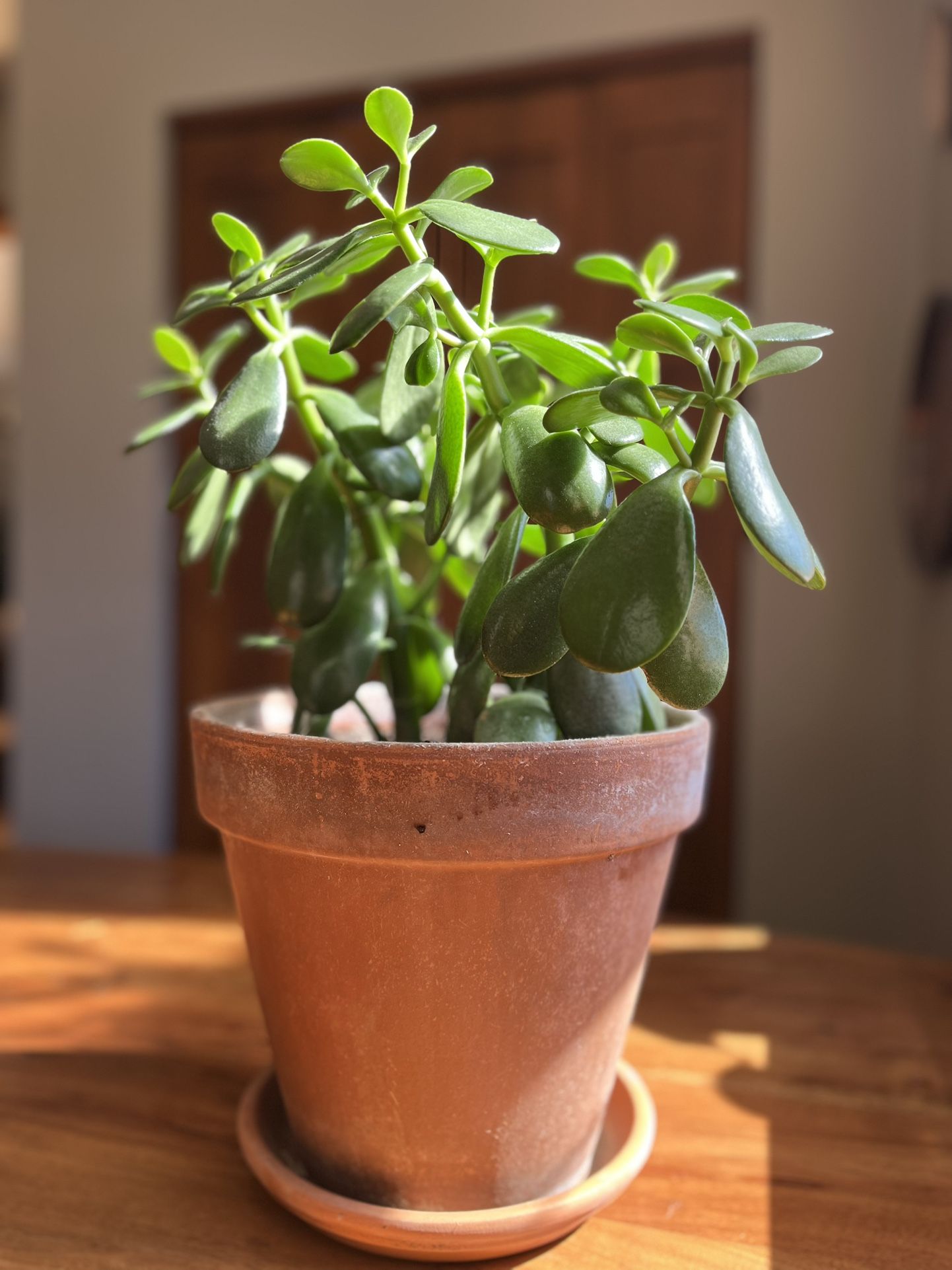 Large Jade Plant In A Clay Pot