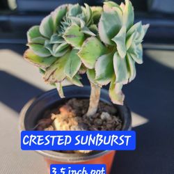 CRESTED SUNBURST $8 PLUS TONS MORE. SALE ON SUNDAY. IN SAN LORENZO